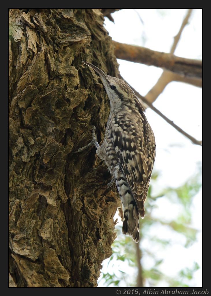 Indian Spotted Creeper - Albin Jacob