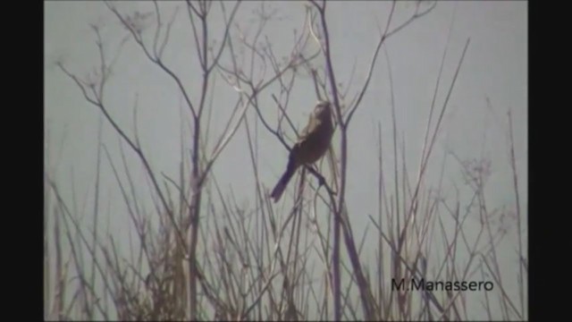 Patagonian Mockingbird - ML222527281