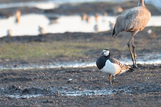 Barnacle Goose, ML222528551