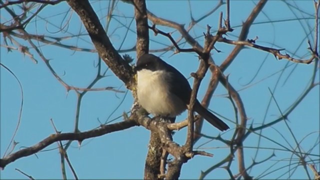 Black-capped Warbling Finch - ML222530781