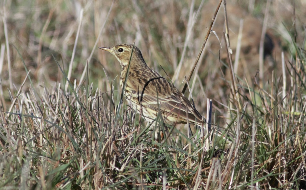 Meadow Pipit - ML222532871