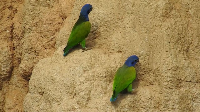 Blue-headed Parrot - ML222534951