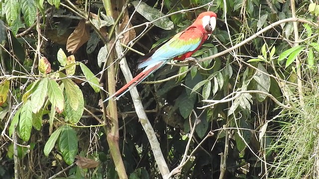 Red-and-green Macaw - ML222535861