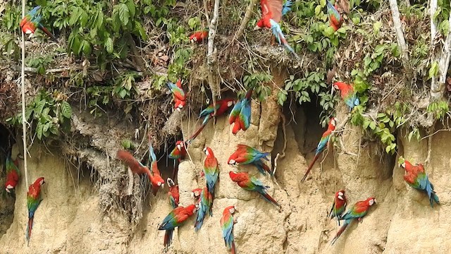 Red-and-green Macaw - ML222535921