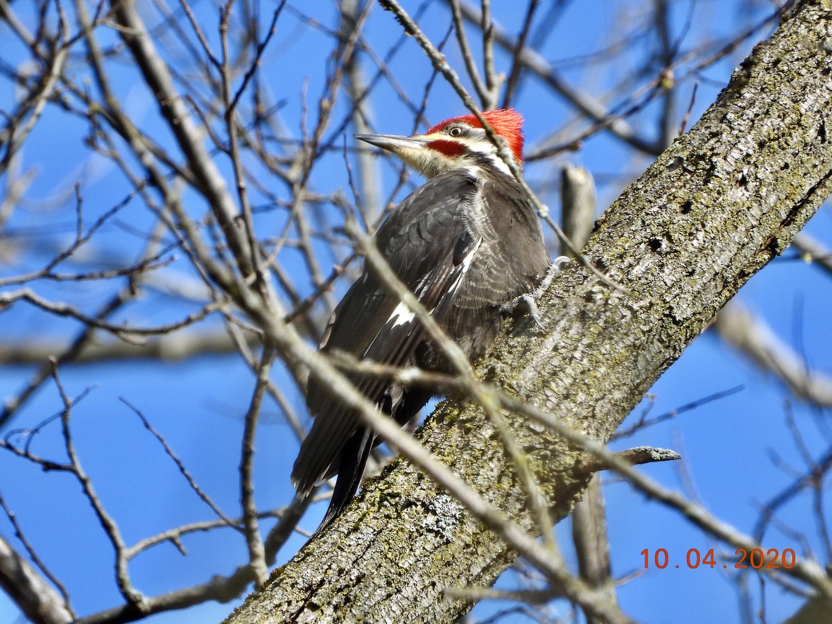 Pileated Woodpecker - ML222538141