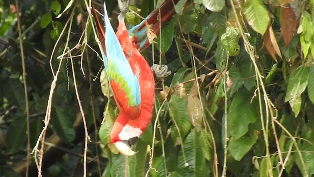 Red-and-green Macaw - ML222538161
