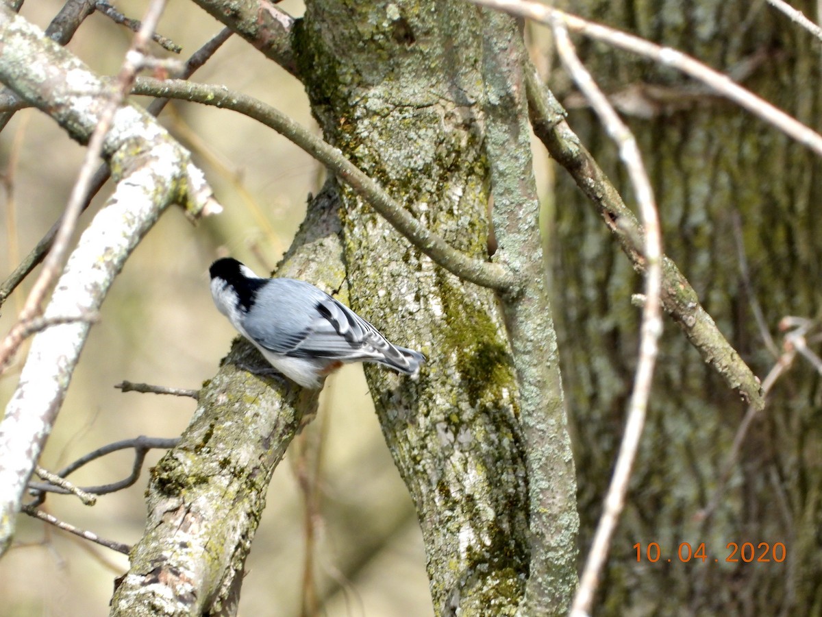 White-breasted Nuthatch - ML222538481
