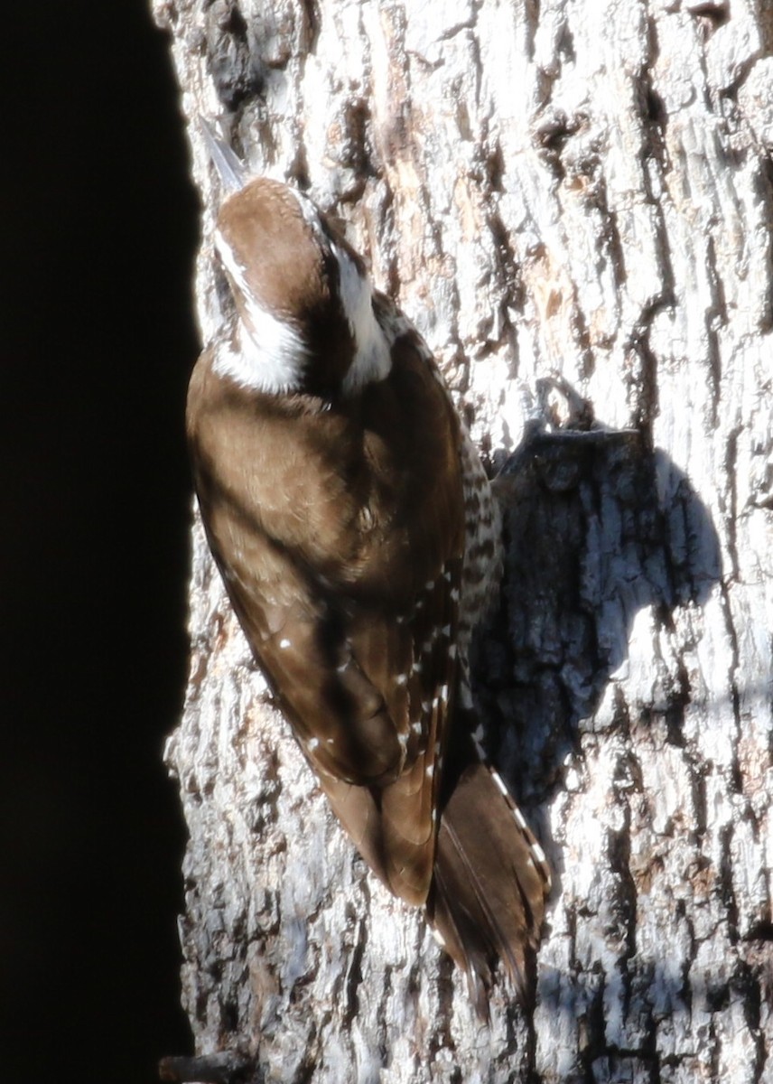 Arizona Woodpecker - ML222538581
