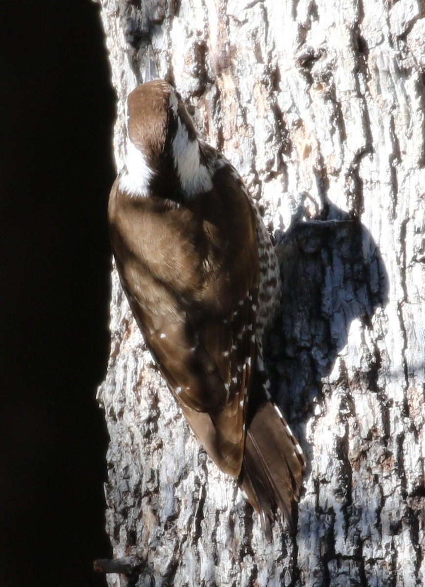 Arizona Woodpecker - ML222538641