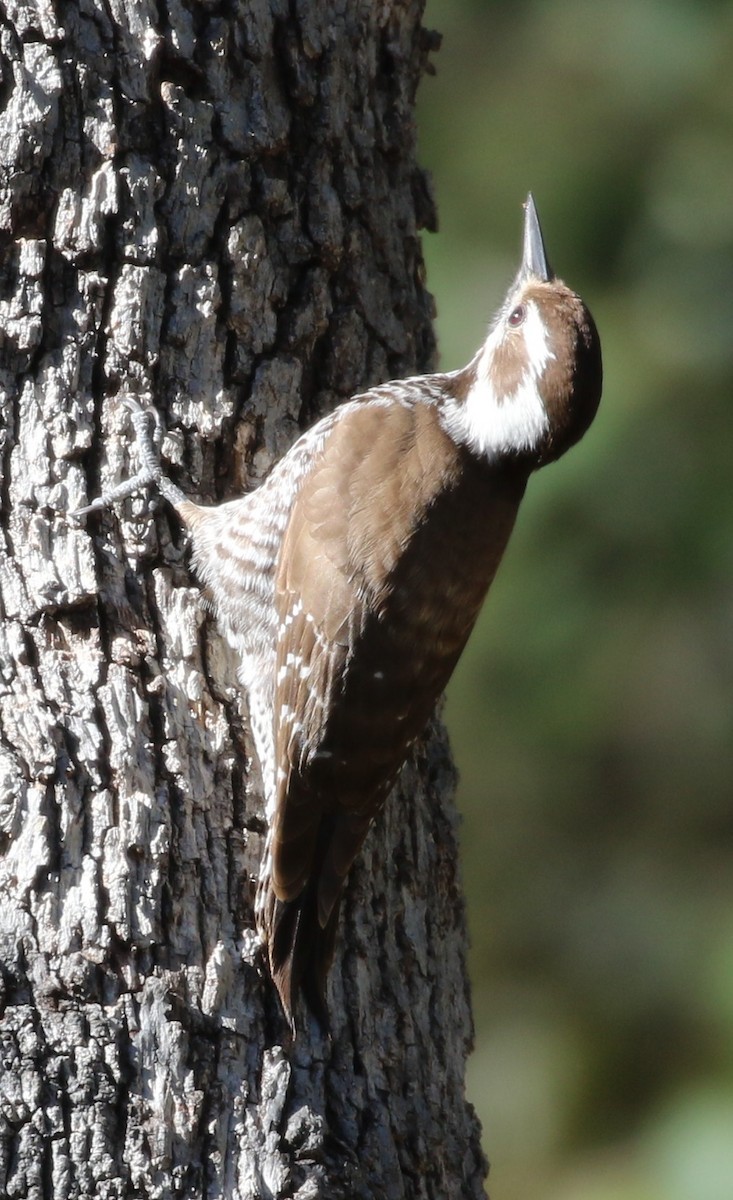 Arizona Woodpecker - Don Coons