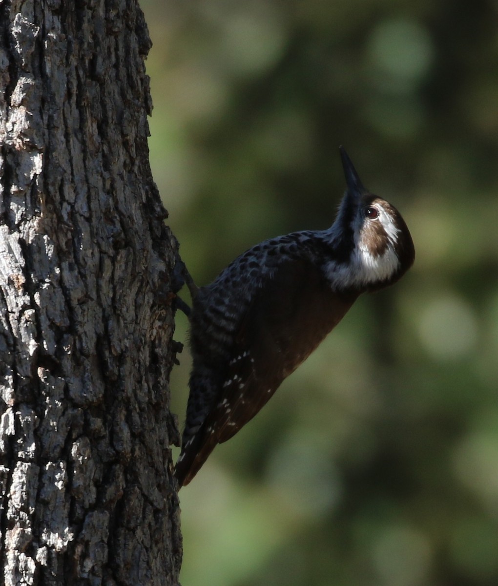 Arizona Woodpecker - ML222538791