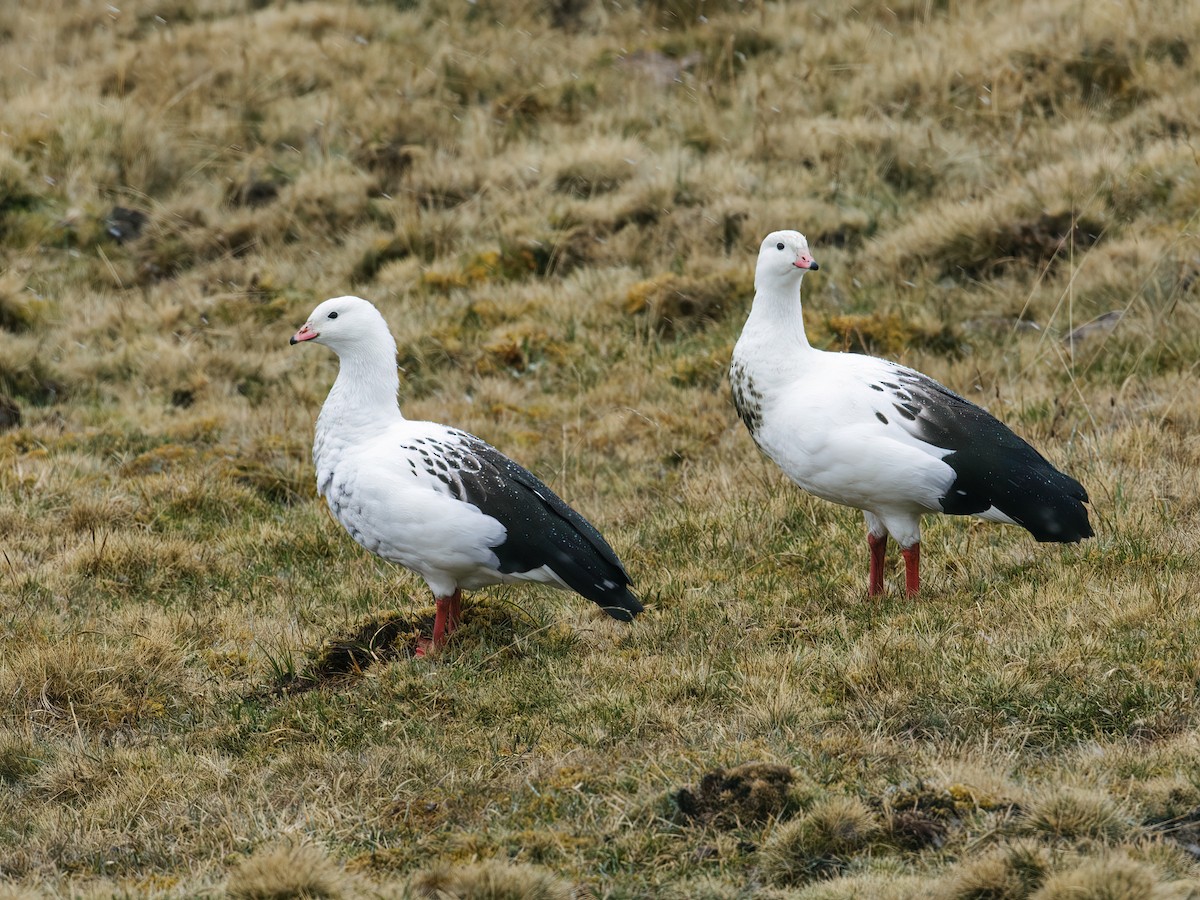 Andean Goose - ML222542661
