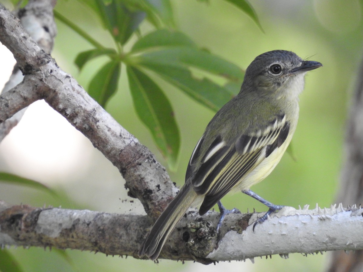 Gray-crowned Flatbill - ML222547051