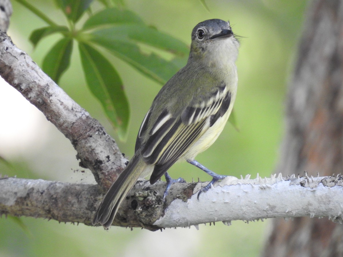 Gray-crowned Flatbill - ML222547121