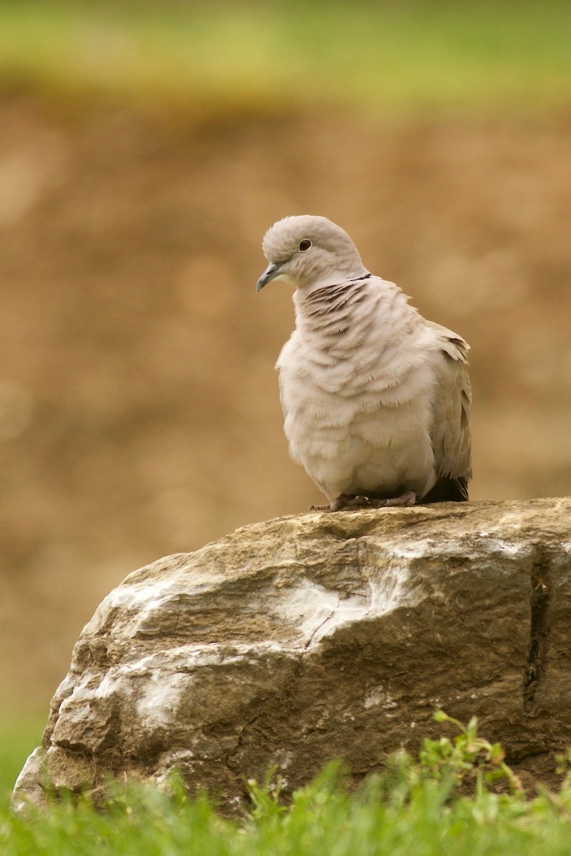 Eurasian Collared-Dove - ML222547421