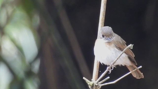 Fulvous-chested Jungle Flycatcher - ML222547751