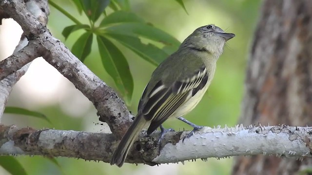 Gray-crowned Flatbill - ML222548521