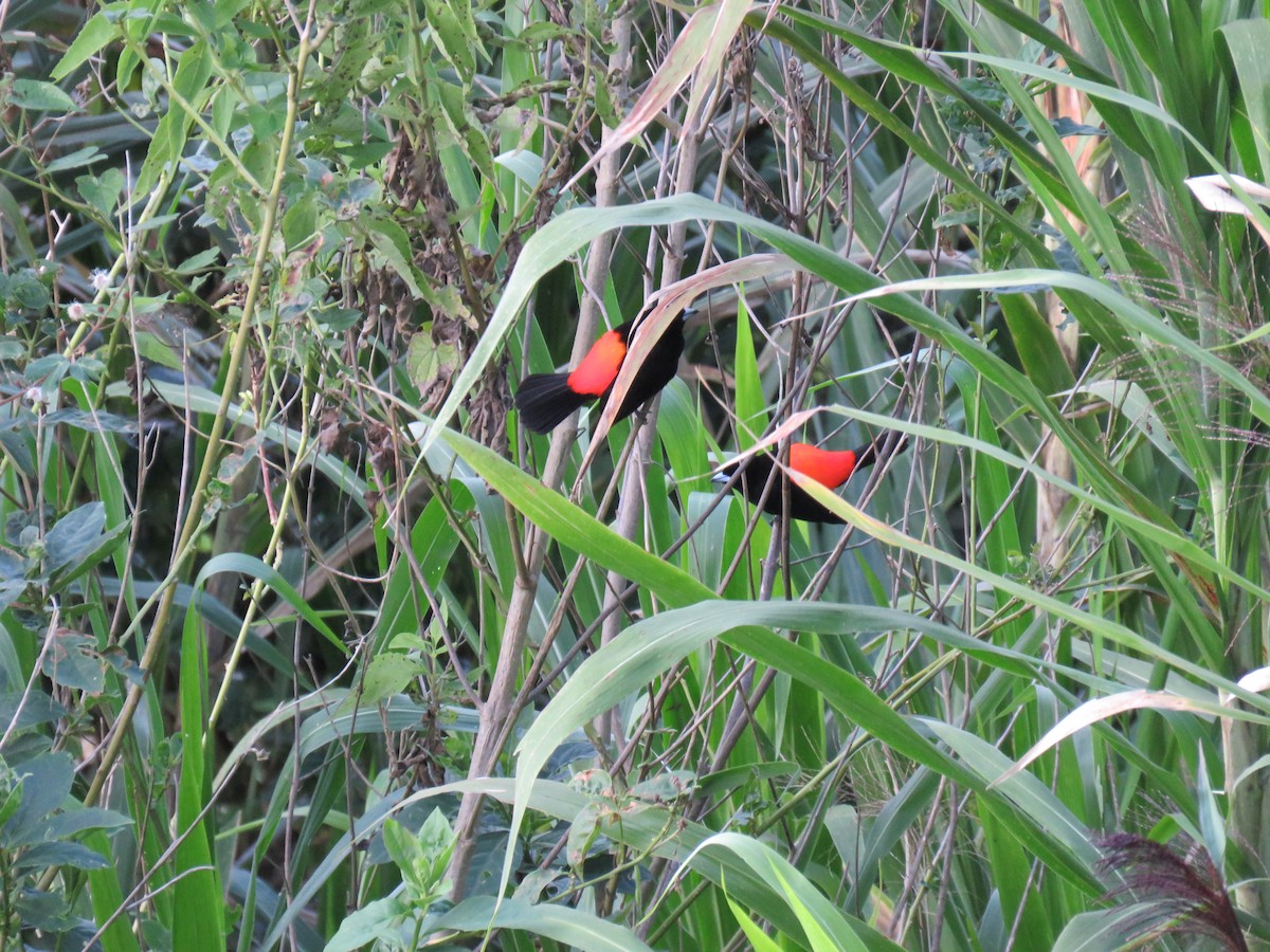 Flame-rumped Tanager - ML222550401