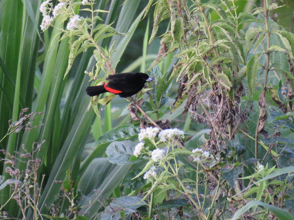 Flame-rumped Tanager - ML222550511