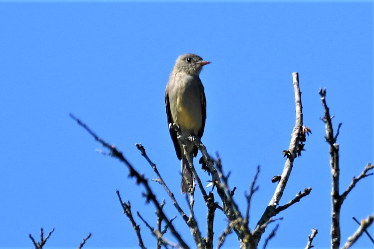 Greater Pewee - ML222554171