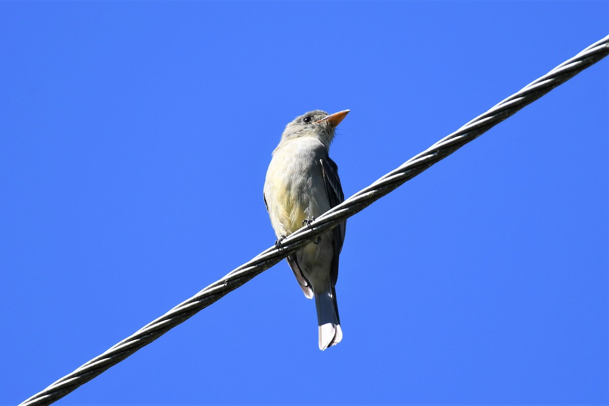 Greater Pewee - ML222554191