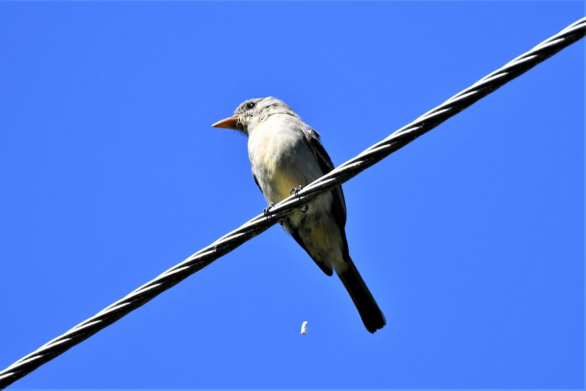 Greater Pewee - ML222554201