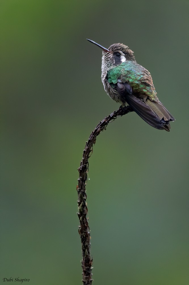 White-eared Hummingbird - Dubi Shapiro