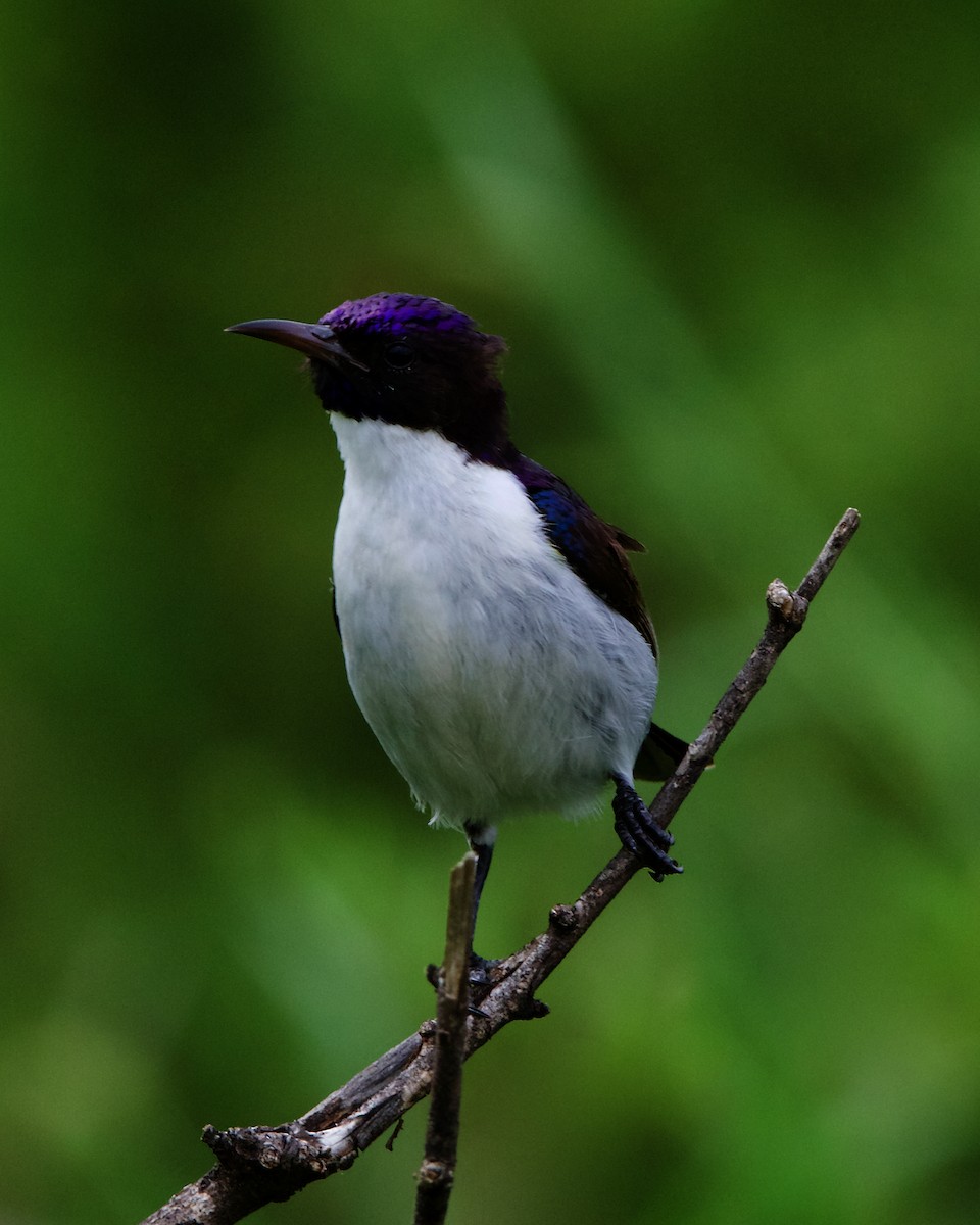 Eastern Violet-backed Sunbird - Peder Svingen