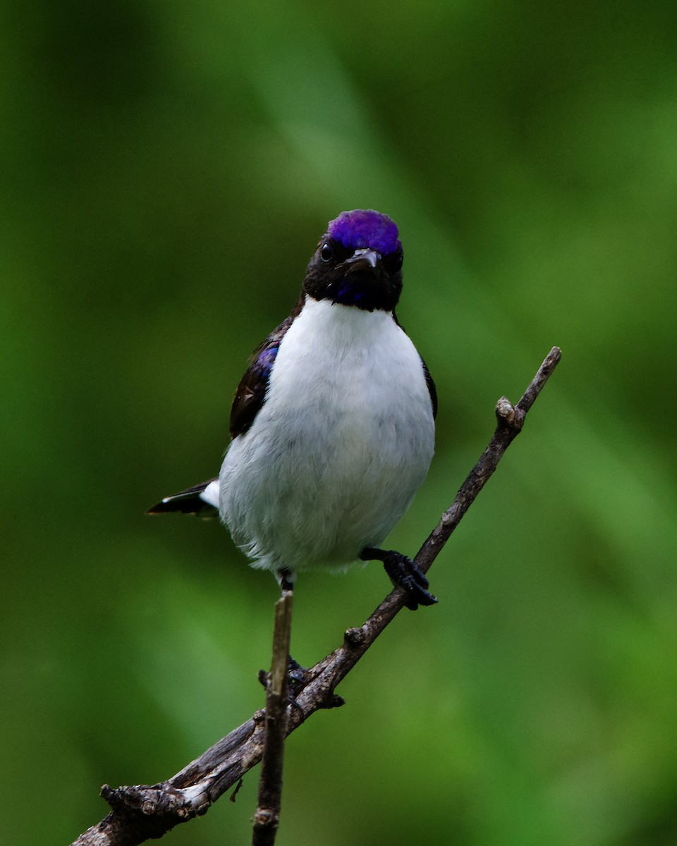 Eastern Violet-backed Sunbird - Peder Svingen