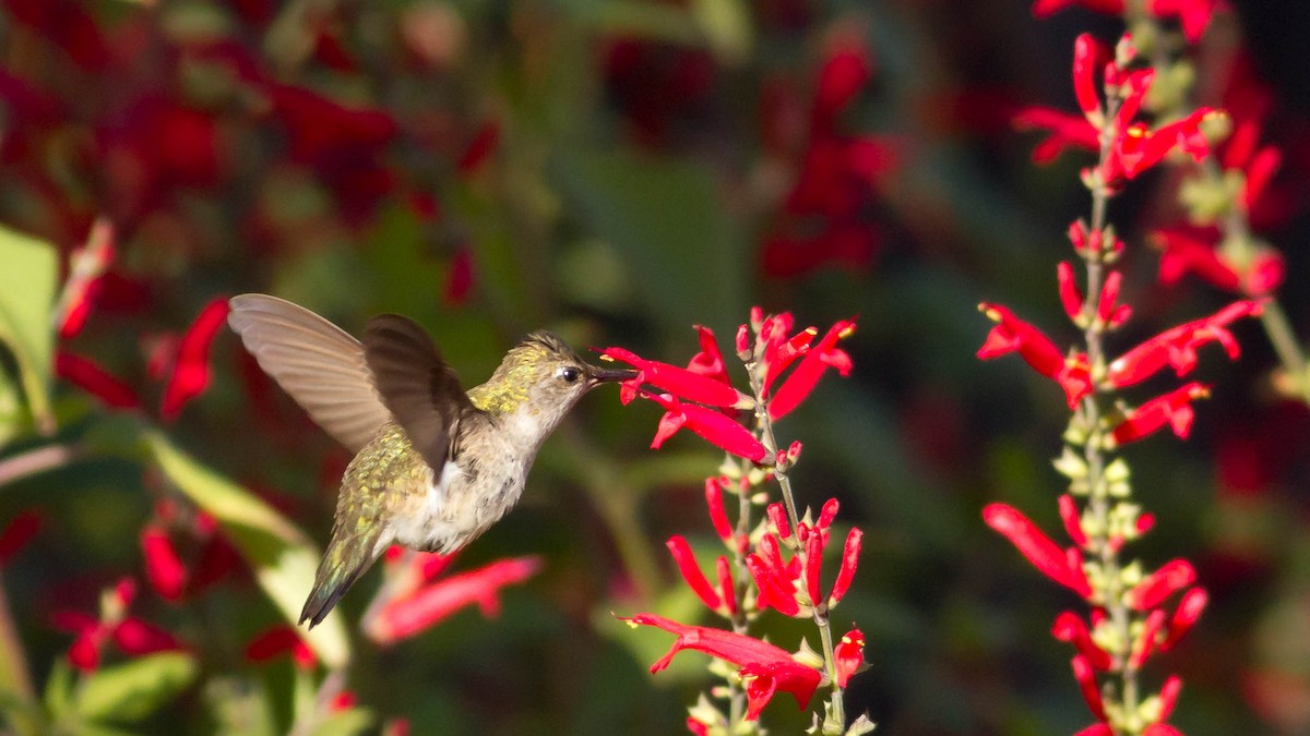 Black-chinned Hummingbird - ML22255881