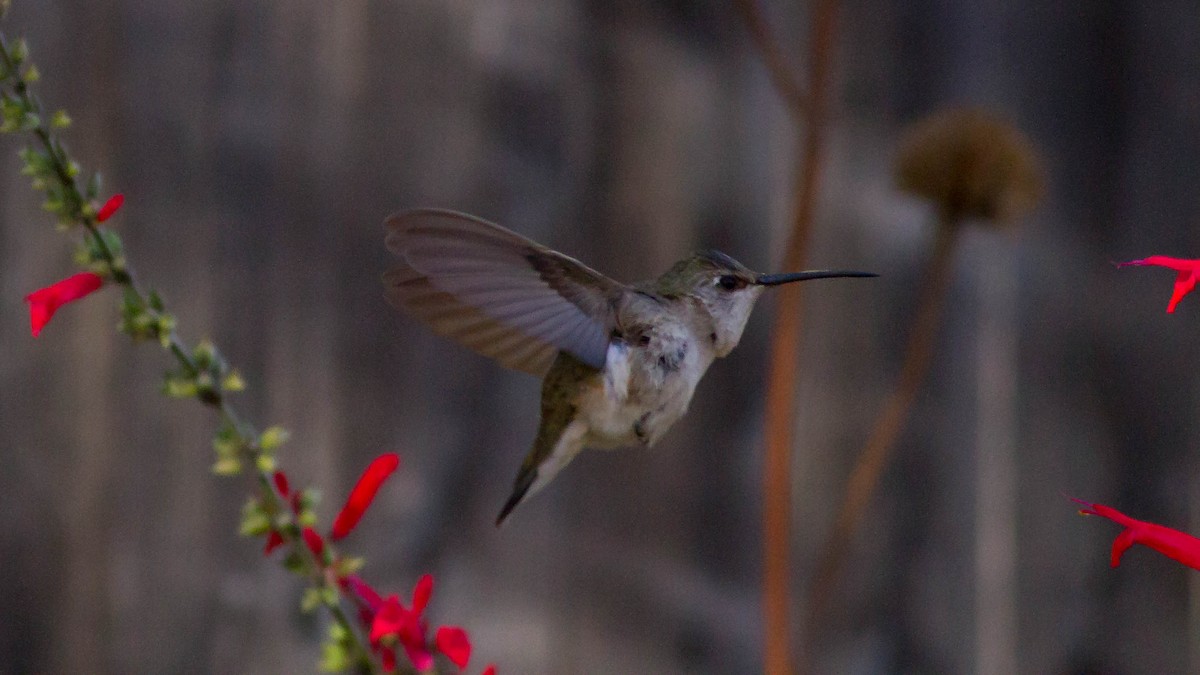 Black-chinned Hummingbird - Erik Nielsen