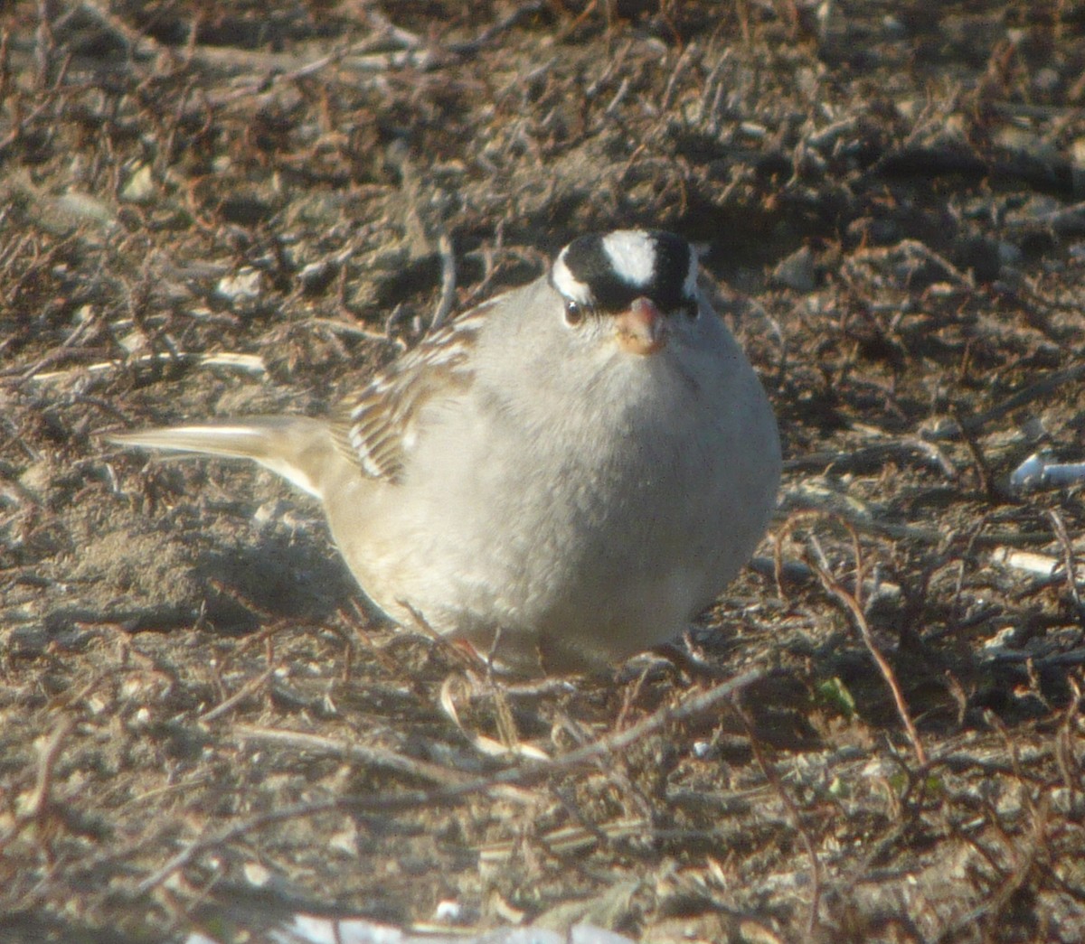 White-crowned Sparrow (leucophrys) - ML222564011