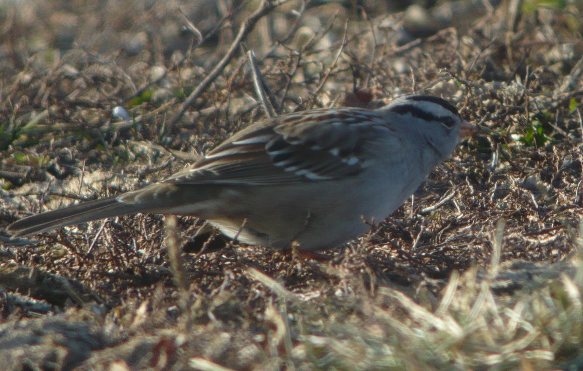 White-crowned Sparrow (Gambel's) - ML222564031