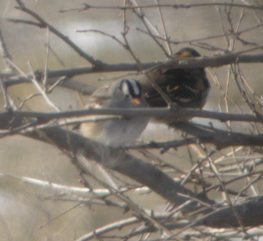 White-crowned Sparrow (Gambel's) - ML222564041