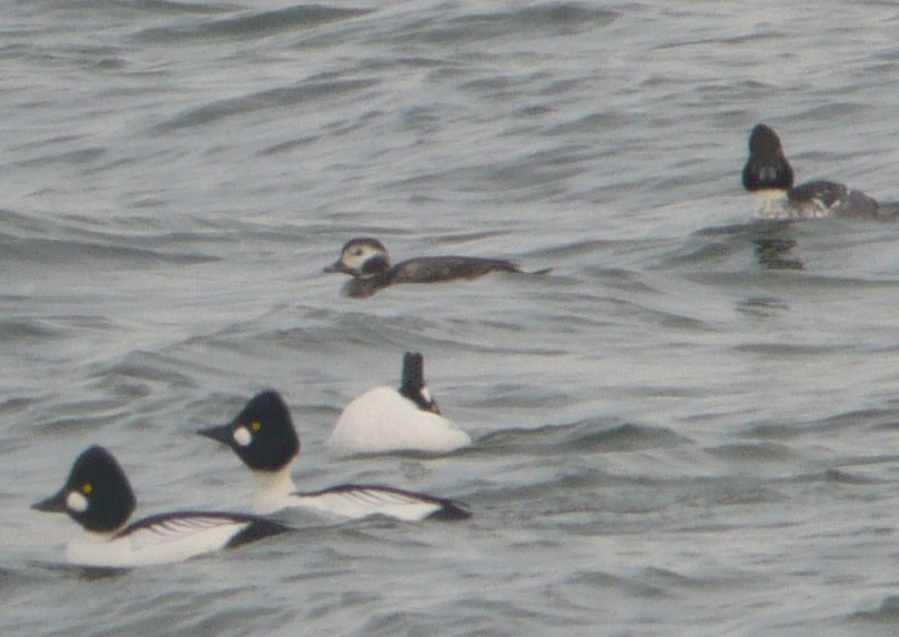 Long-tailed Duck - ML222564051