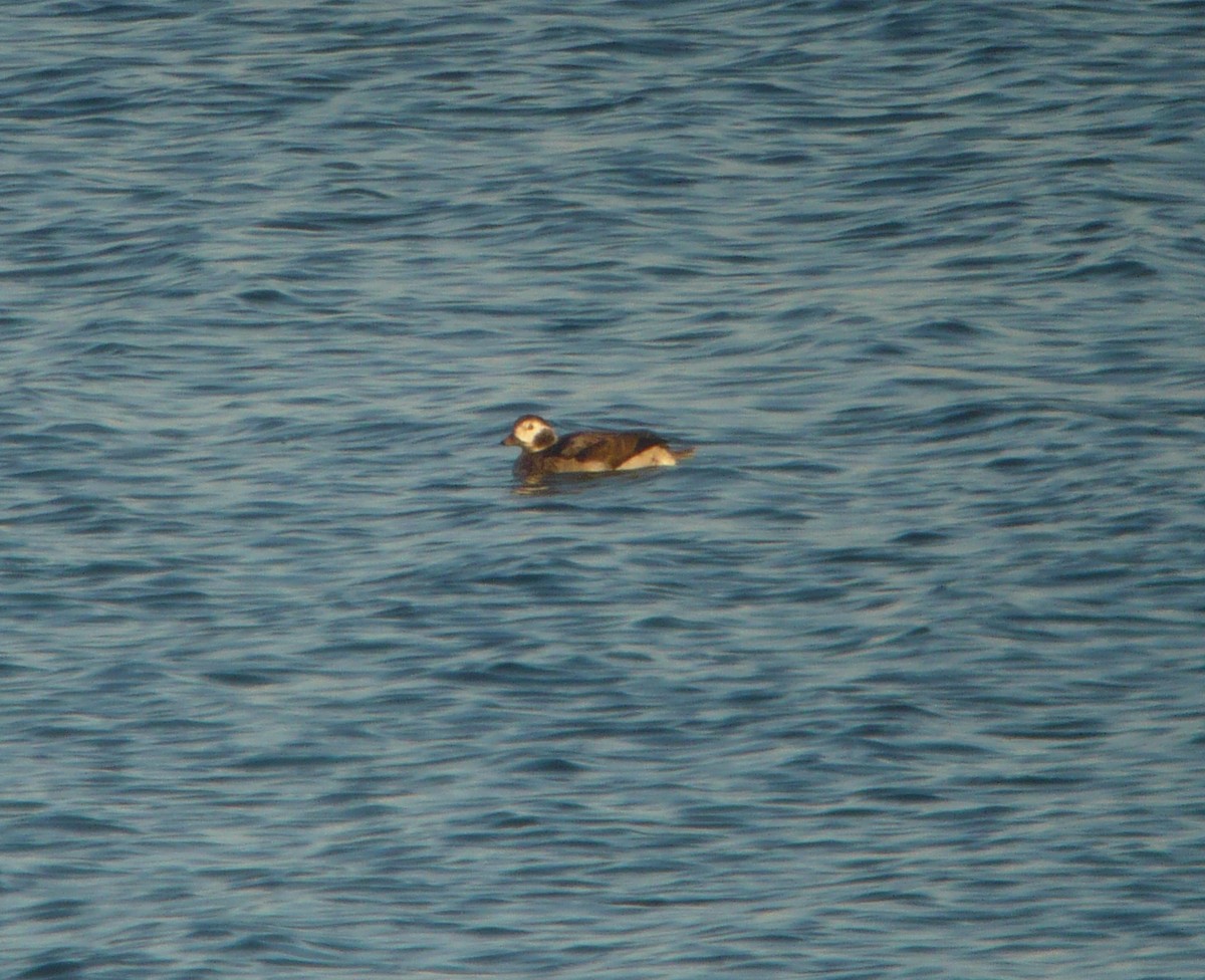 Long-tailed Duck - ML222564071
