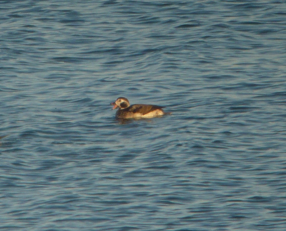 Long-tailed Duck - ML222564081
