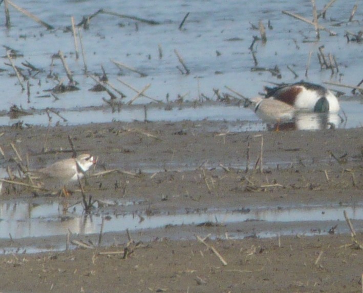 Piping Plover - ML222564651
