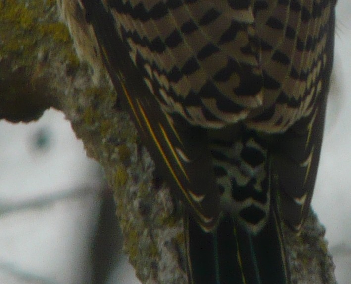 Northern Flicker (Yellow-shafted x Red-shafted) - Doug Willis