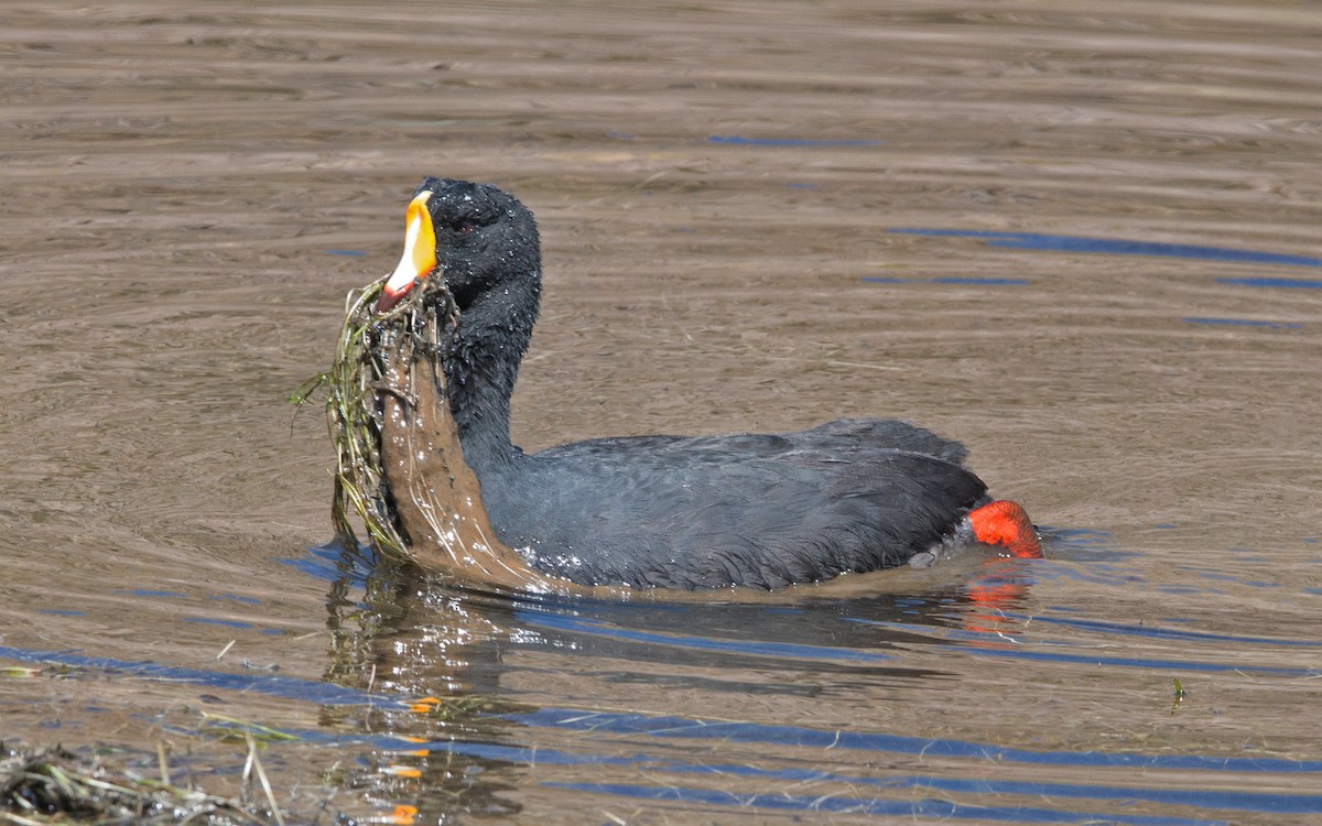Giant Coot - ML222567291