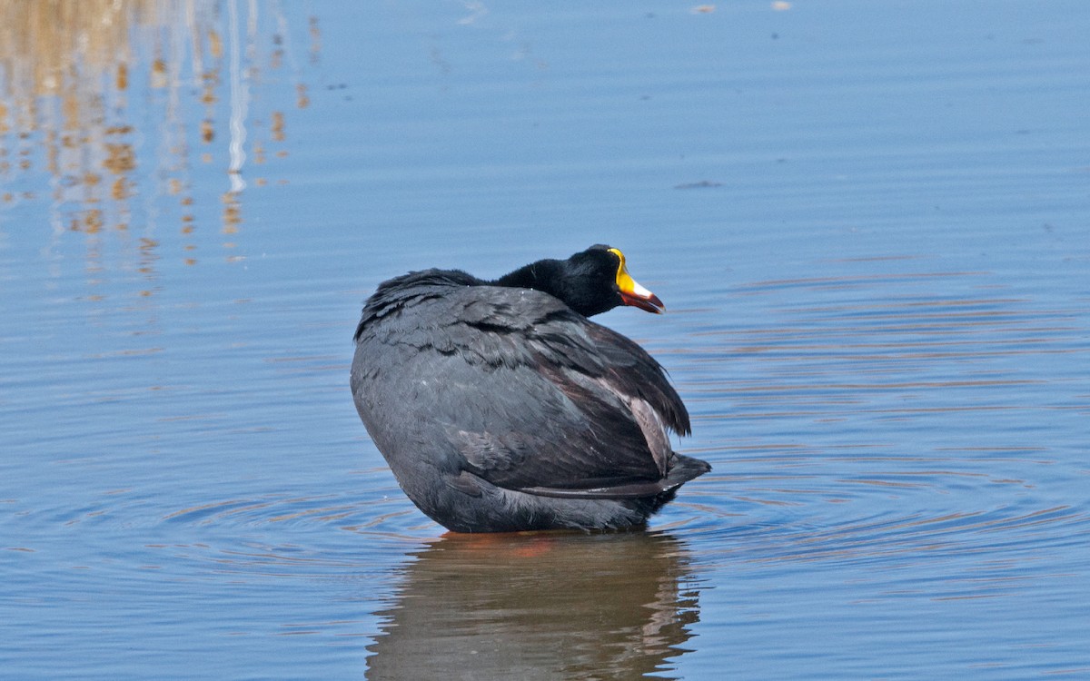 Giant Coot - ML222567471