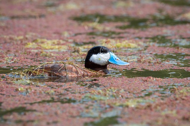 Ruddy Duck