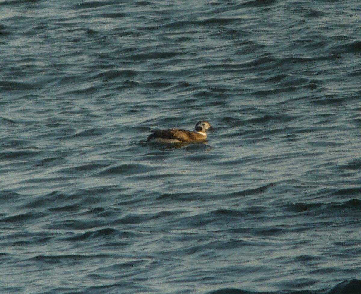 Long-tailed Duck - ML222568431