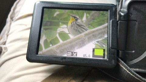 Yellow-throated Warbler - Carlos Solano