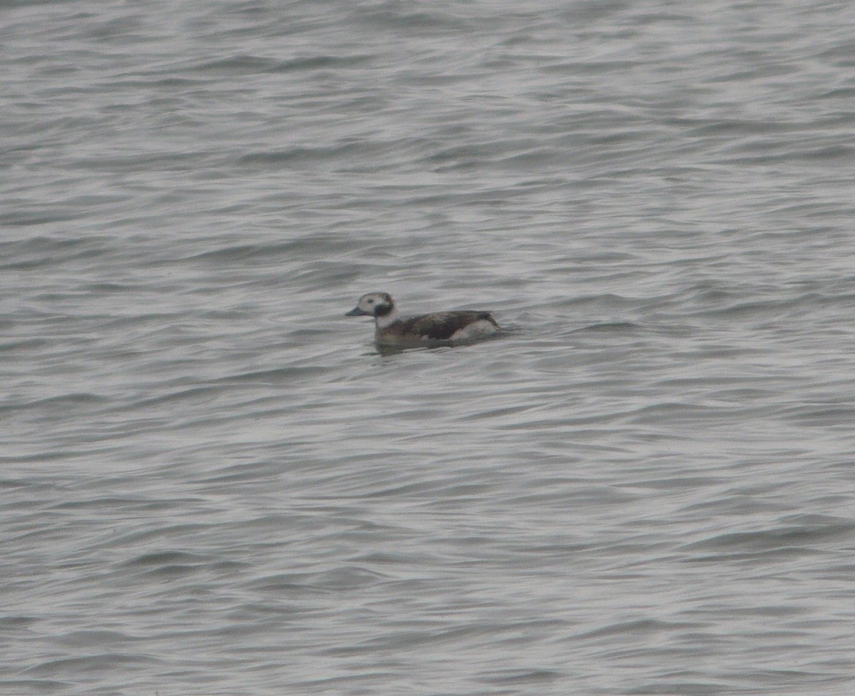 Long-tailed Duck - ML222569341
