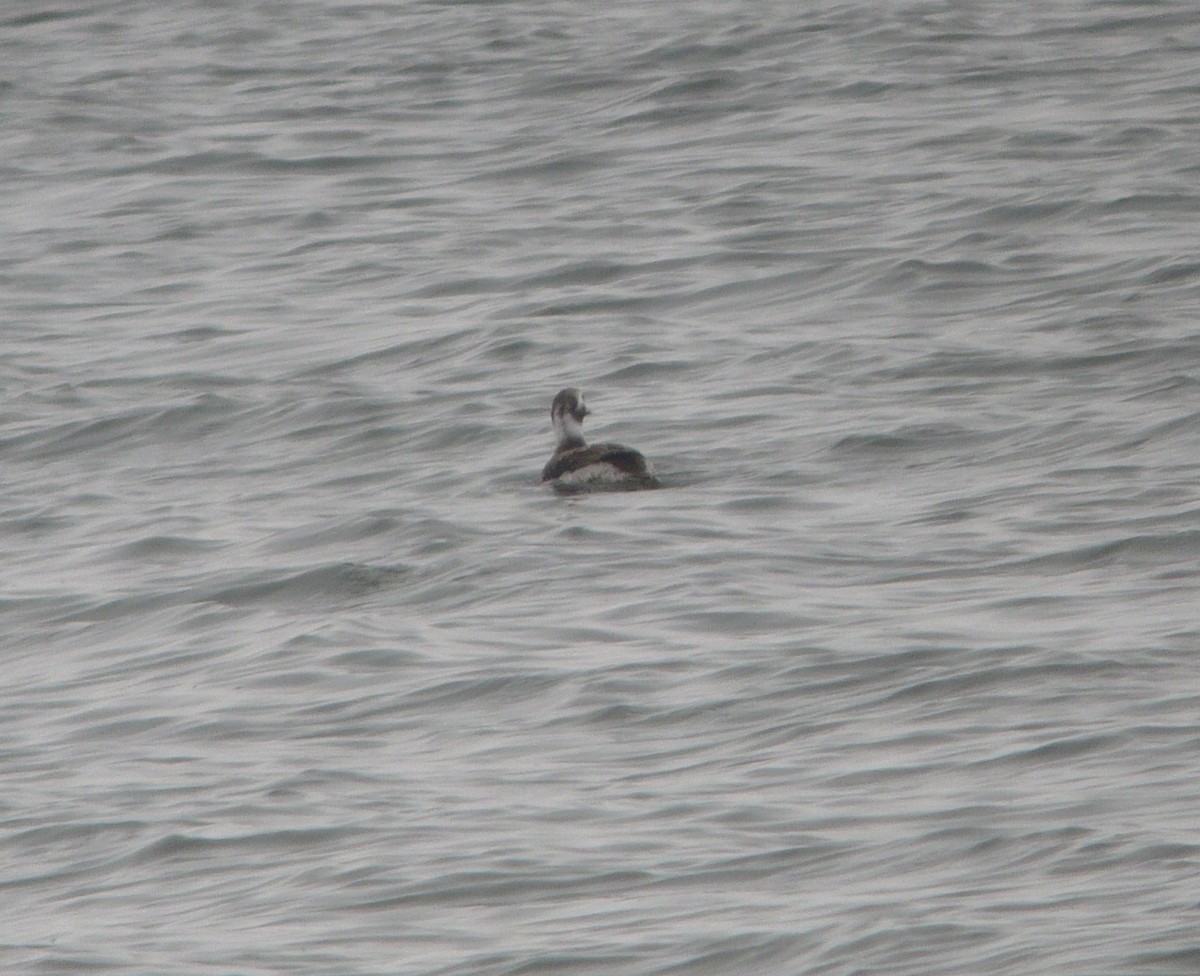 Long-tailed Duck - ML222569351