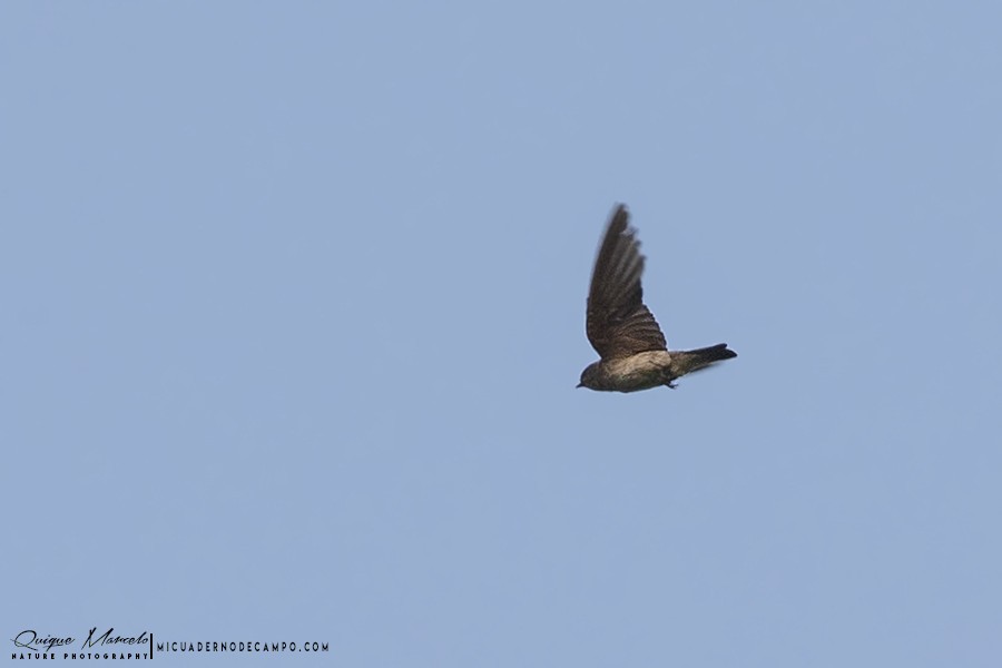 Himalayan Swiftlet - Quique Marcelo
