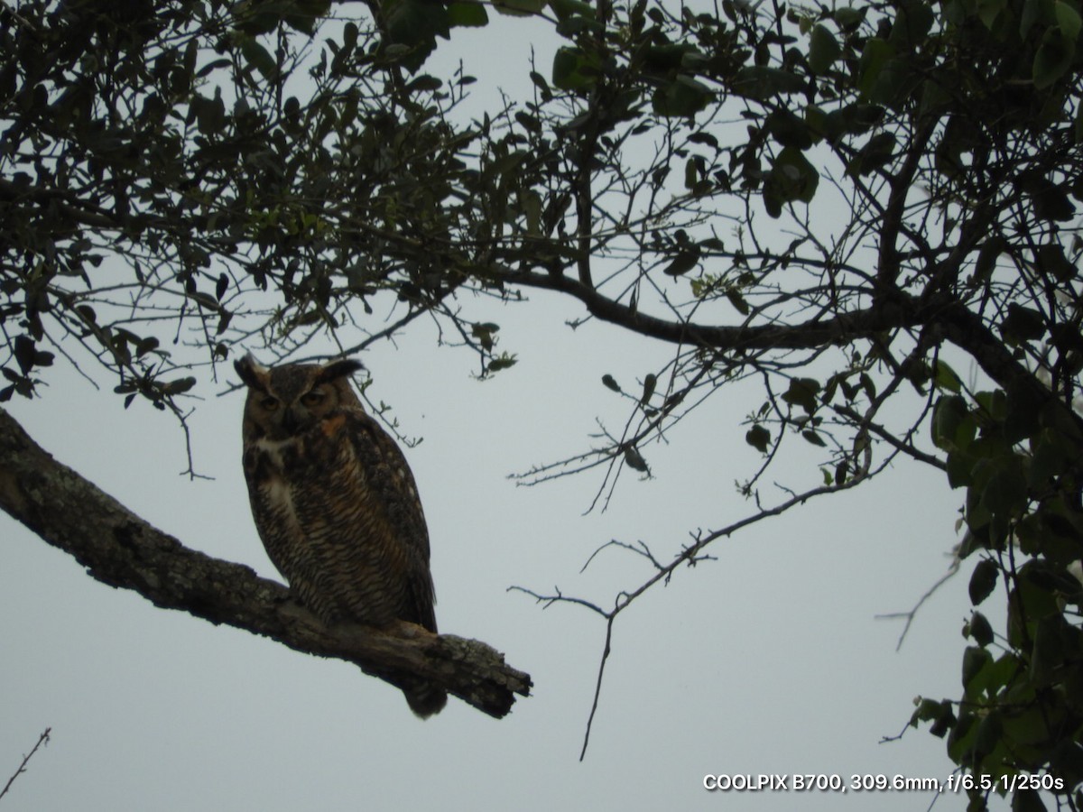 Great Horned Owl - ML222573321