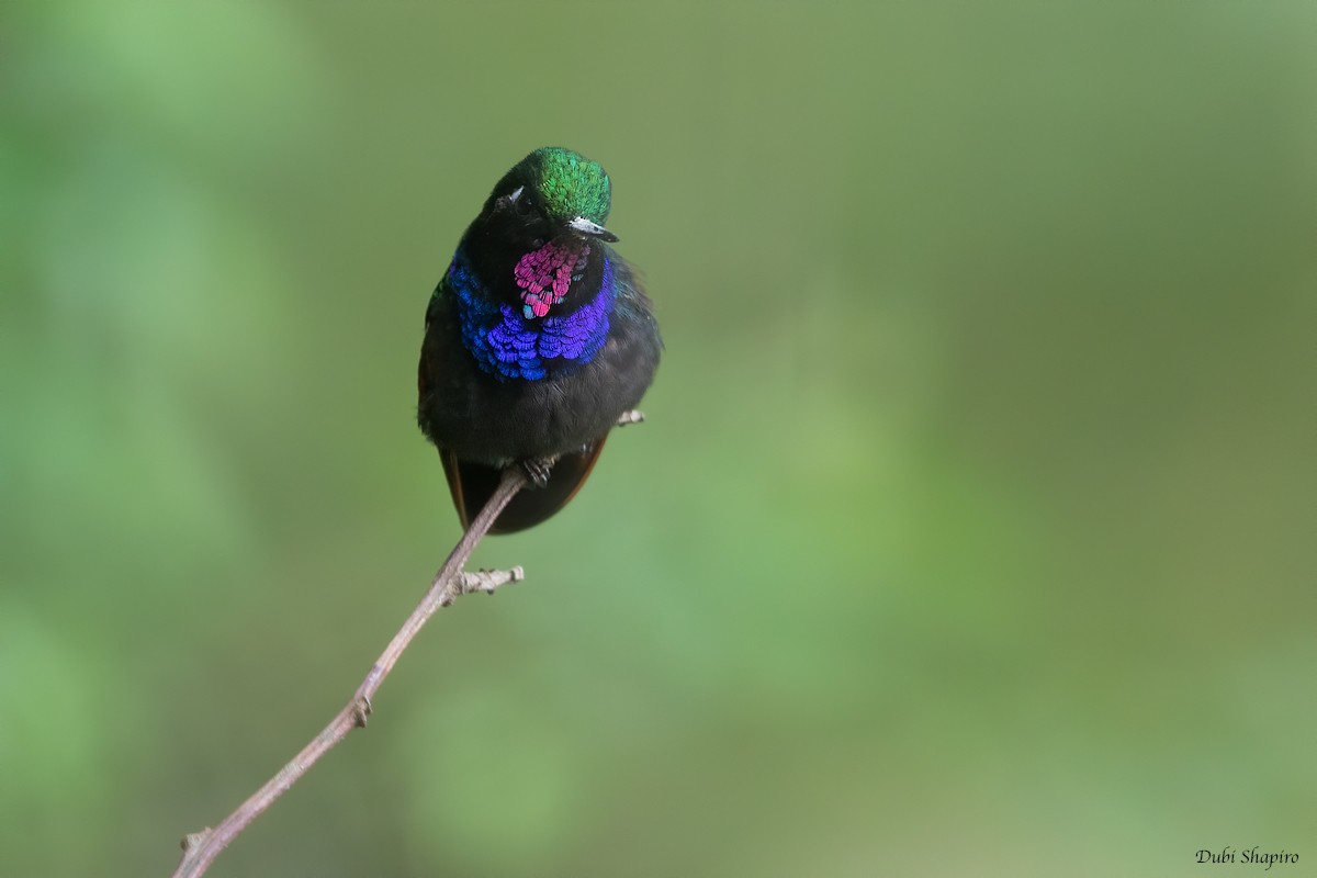 Garnet-throated Hummingbird - Dubi Shapiro