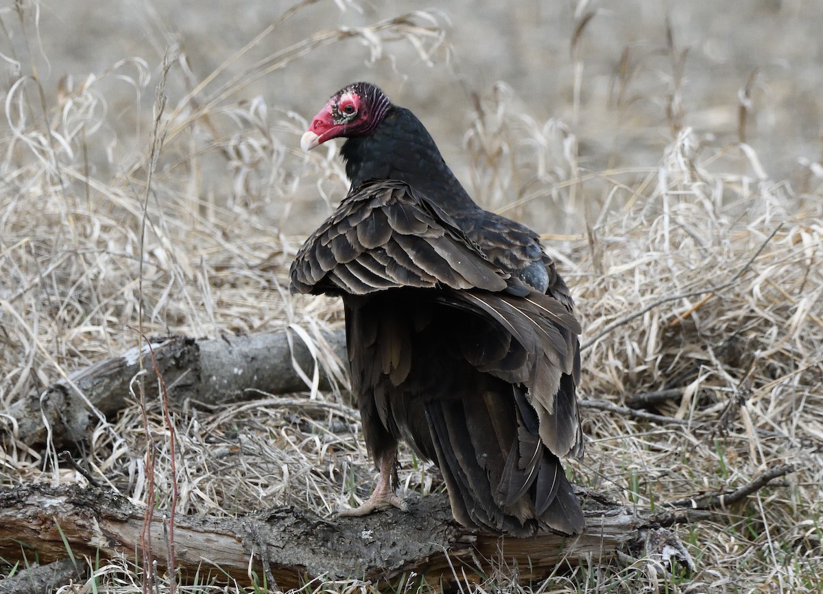 Turkey Vulture - Matthew Garvin